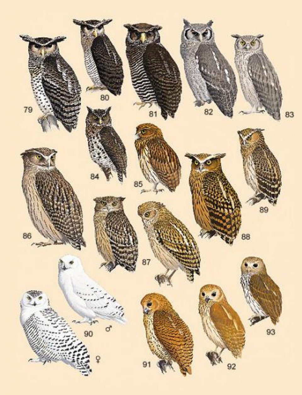 Handbook of the Birds of the World, Volume 5: Barn Owls to Hummingbirds ...