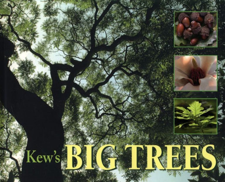 Kew's Big Trees