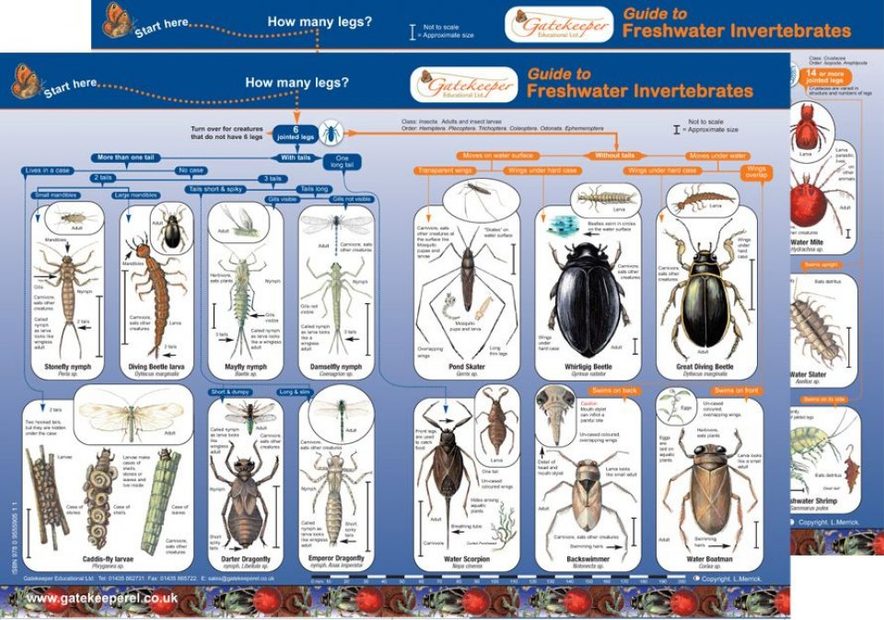 Guide to Freshwater Invertebrates