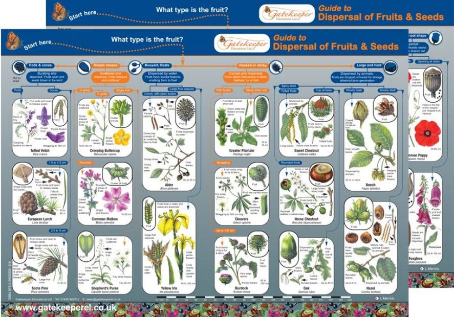 Guide to Dispersal of Fruits & Seeds