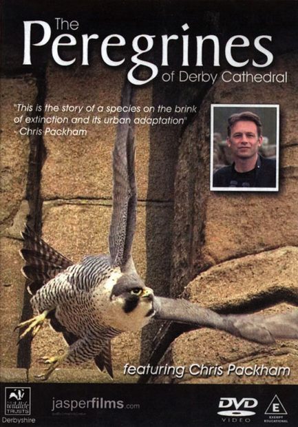 The Peregrines of Derby Cathedral (All Regions)