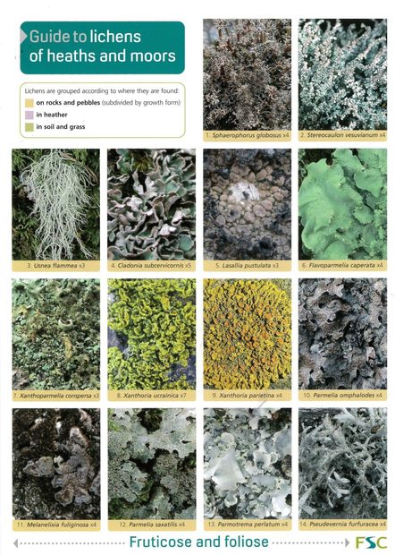 Guide to Lichens of Heaths and Moors