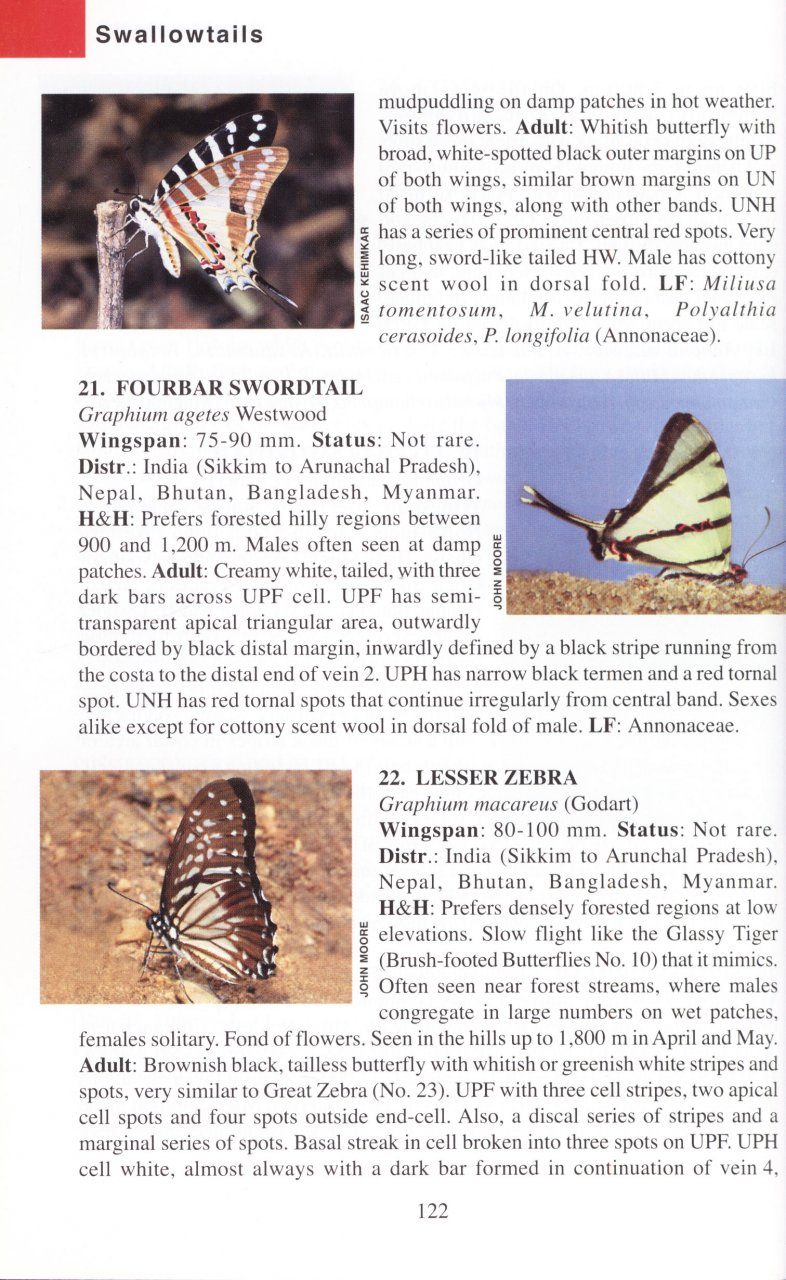 The Book of Indian Butterflies  NHBS Field Guides & Natural History