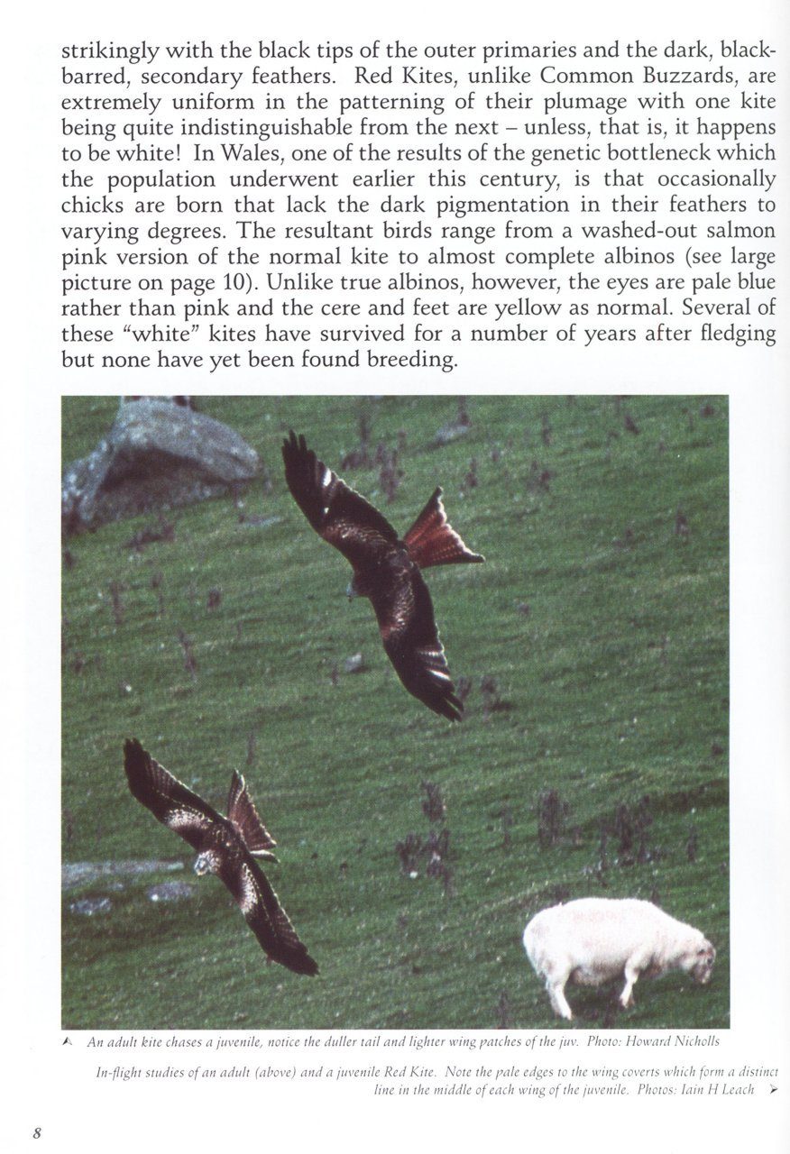 The Red Kites of Wales NHBS Academic & Professional Books