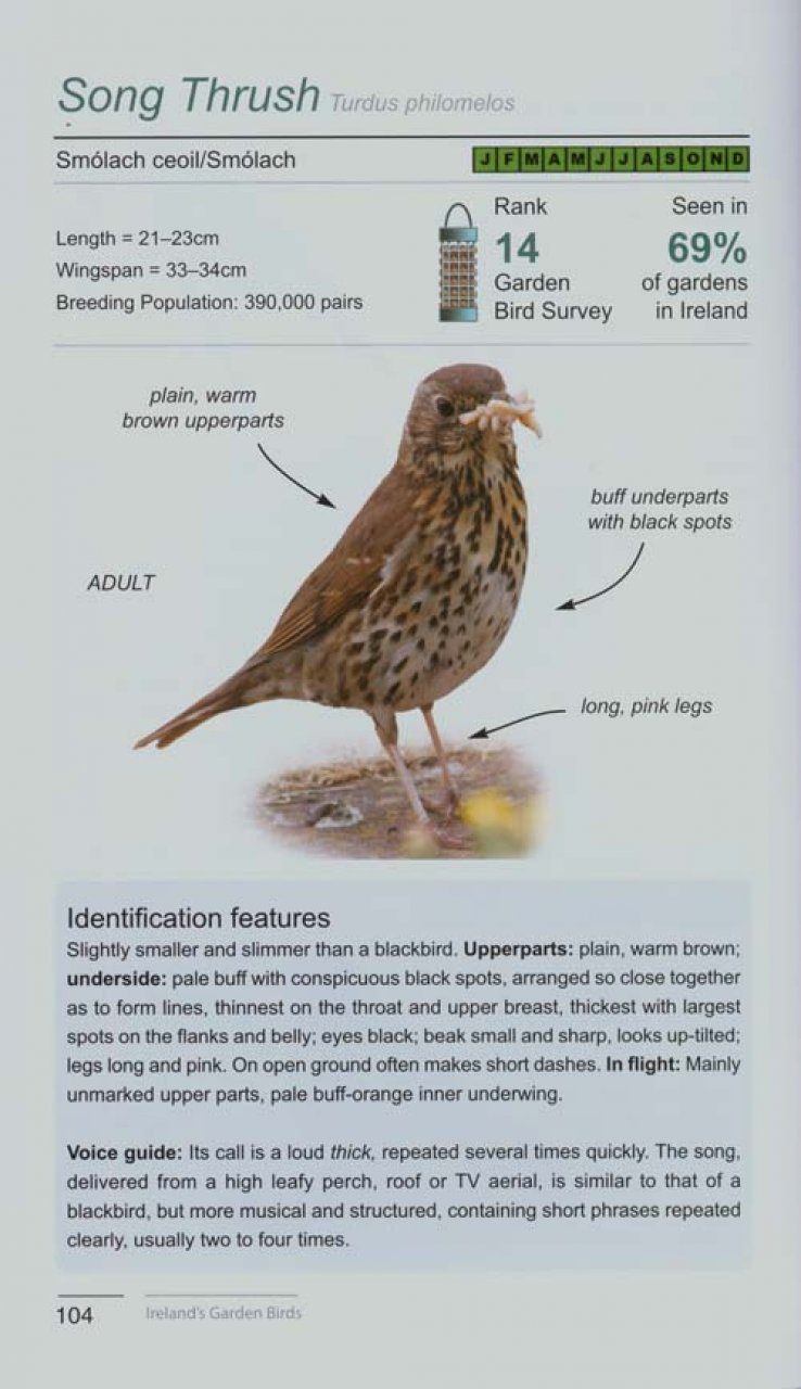 Ireland S Garden Birds A Guide To Attracting And