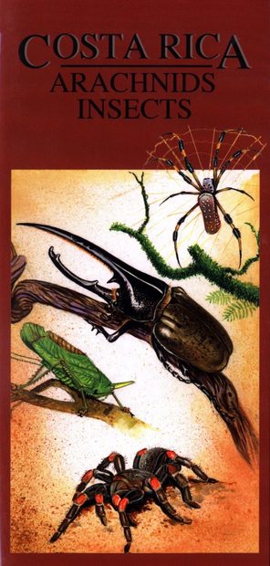 Costa Rica: Arachnids Insects [English / Spanish]