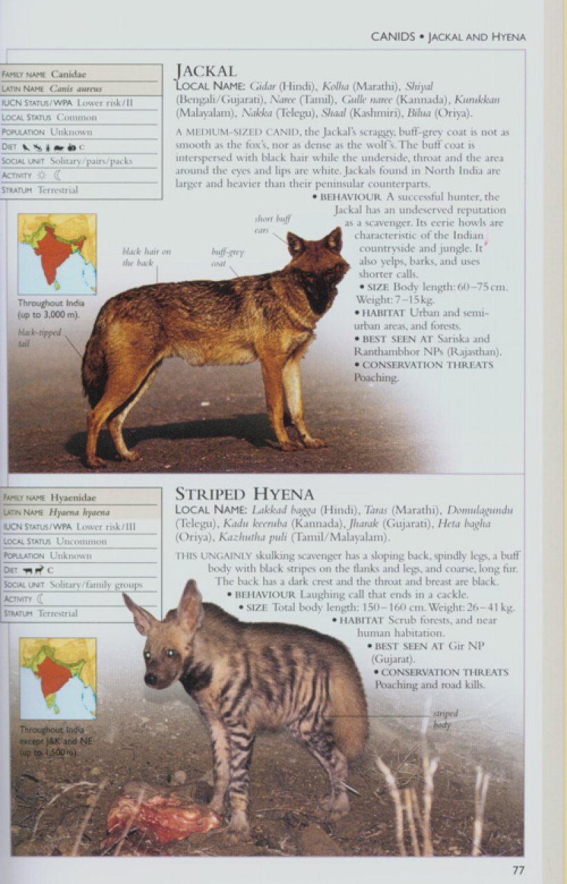 Field Guide To Indian Mammals Nhbs Field Guides