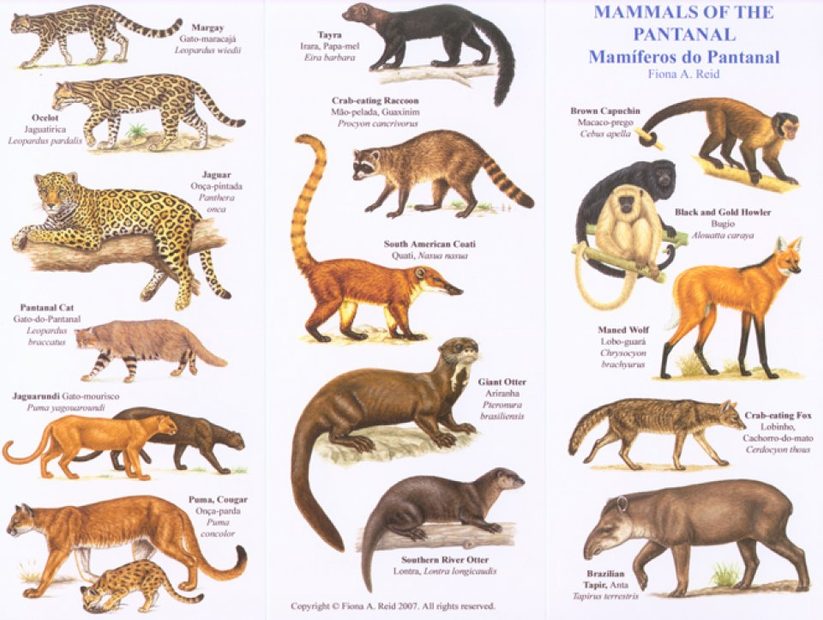 Mammals of the Pantanal / Mamiferos do Pantanal