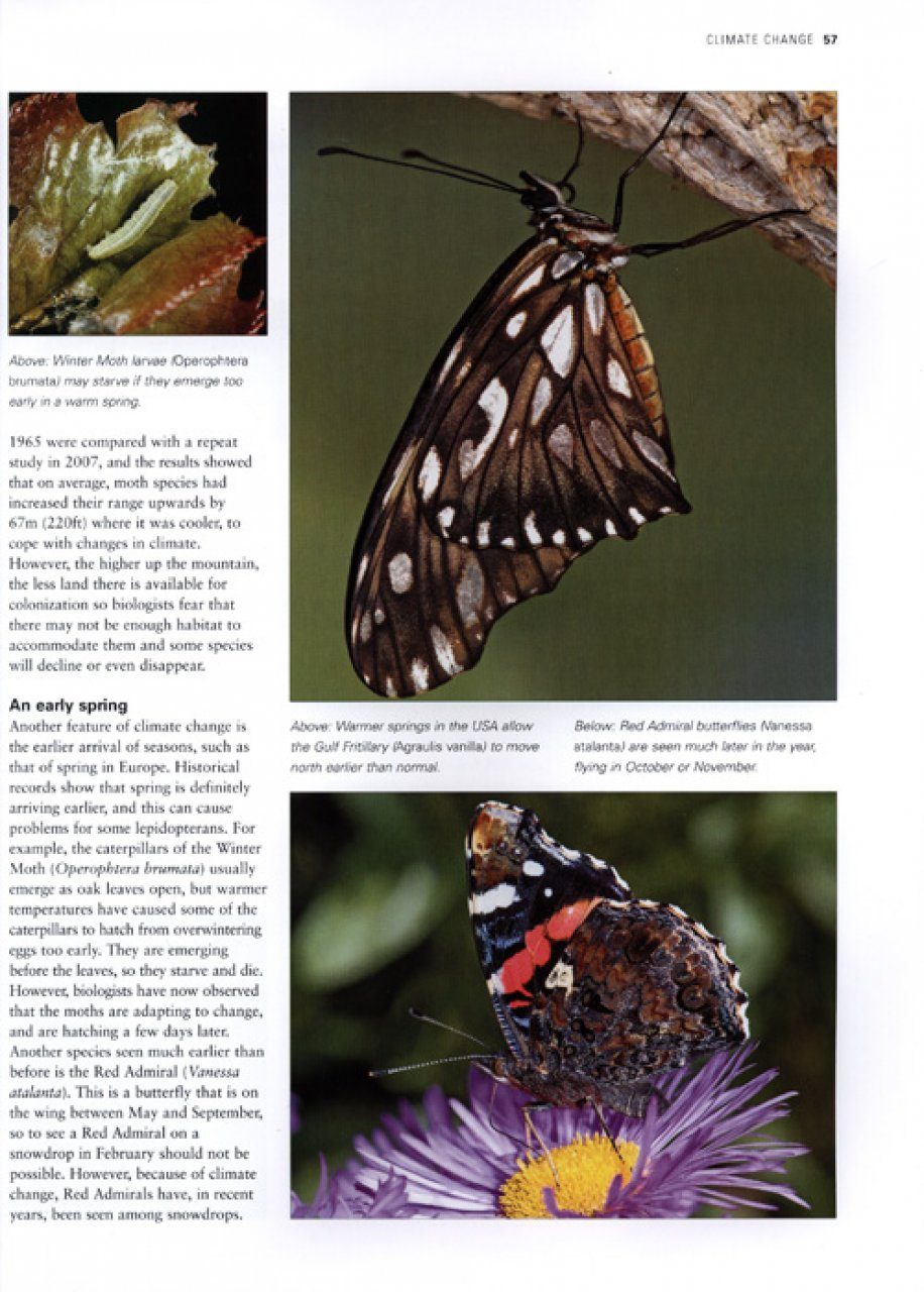 The Illustrated World Encyclopaedia Of Butterflies And