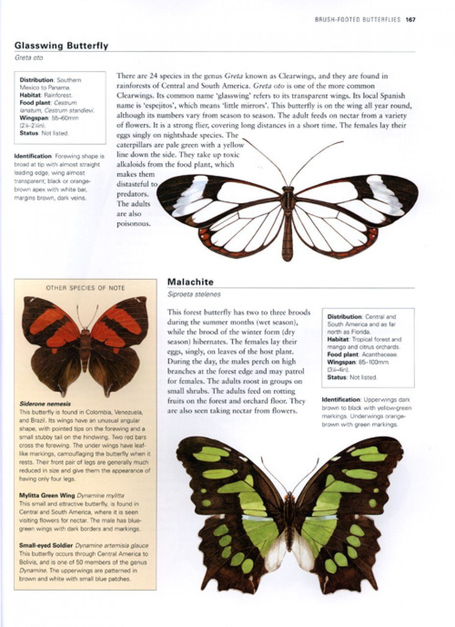 The Illustrated World Encyclopaedia Of Butterflies And