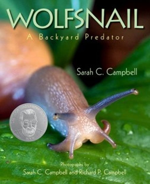 Wolfsnail: A Backyard Predator