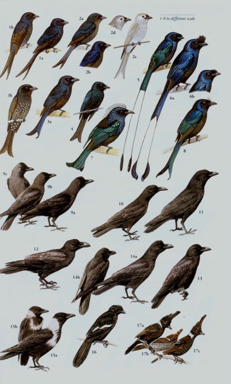 A Field Guide to the Birds of South-East Asia | NHBS Field Guides  Natural  History