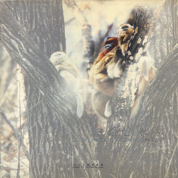 Qinling Golden Monkeys