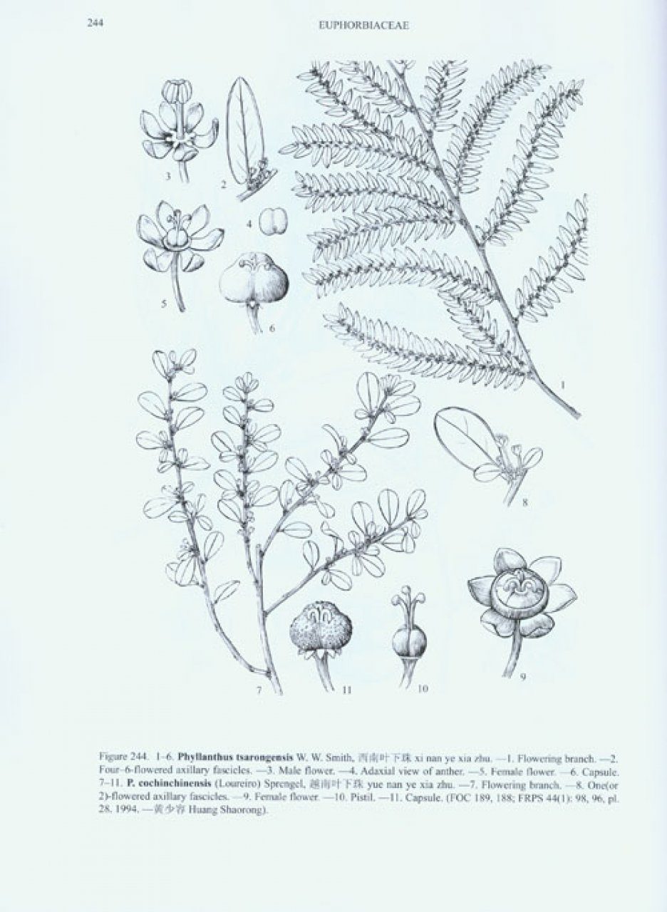 Flora of China Illustrations, Volume 11: Oxalidaceae through Aceraceae ...