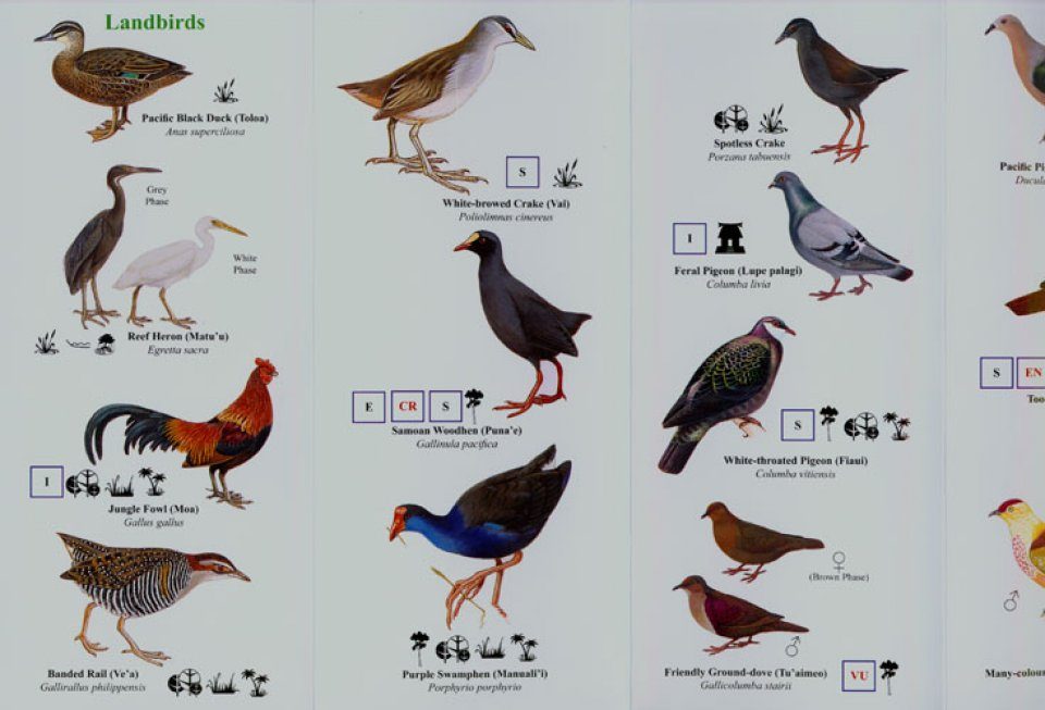 Birds of Samoa and American Samoa: Pocket Identification Guide | NHBS Field  Guides & Natural History