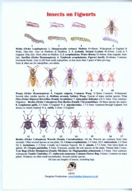 Insects on Figworts