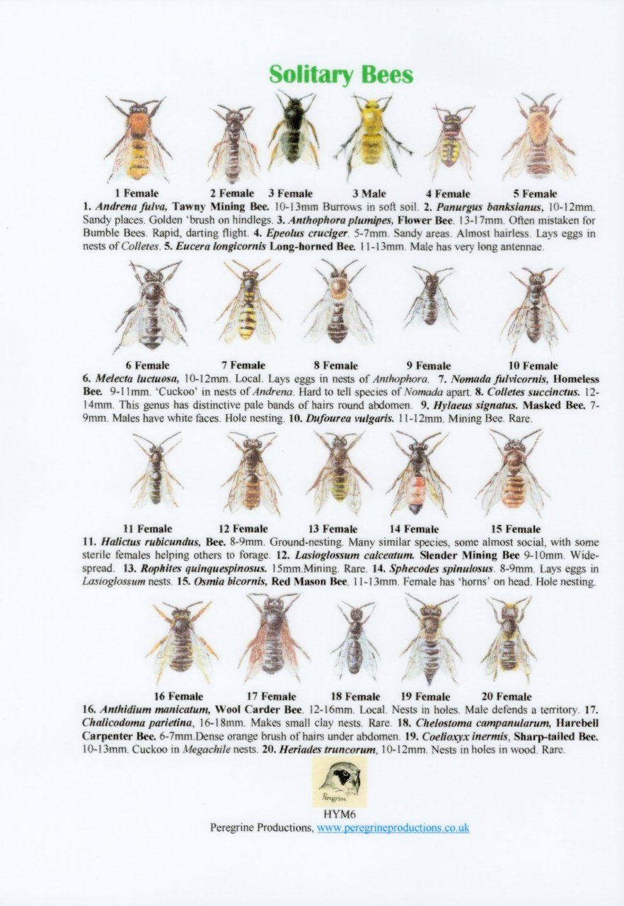 solitary Bee guide