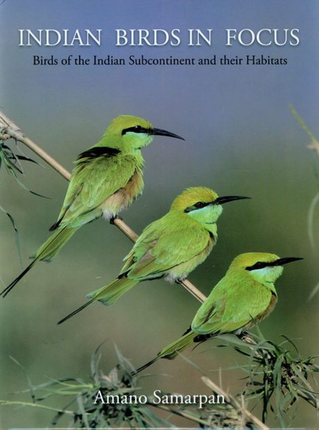 Indian Birds in Focus