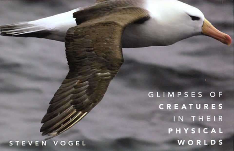 Glimpses of Creatures in their Physical Worlds