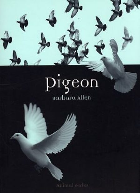 Pigeon