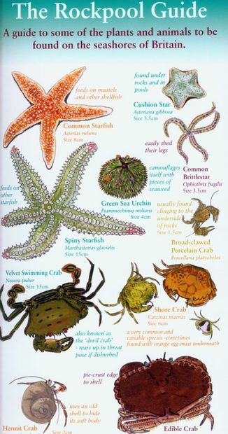 The Rockpool Guide