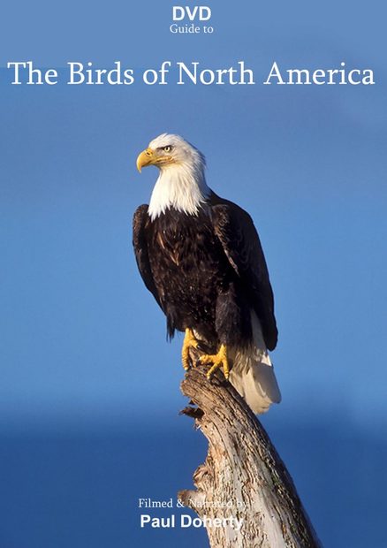 DVD Guide to the Birds of North America (2DVD, All Regions)