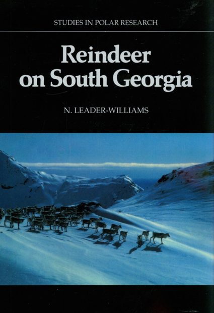 Reindeer on South Georgia