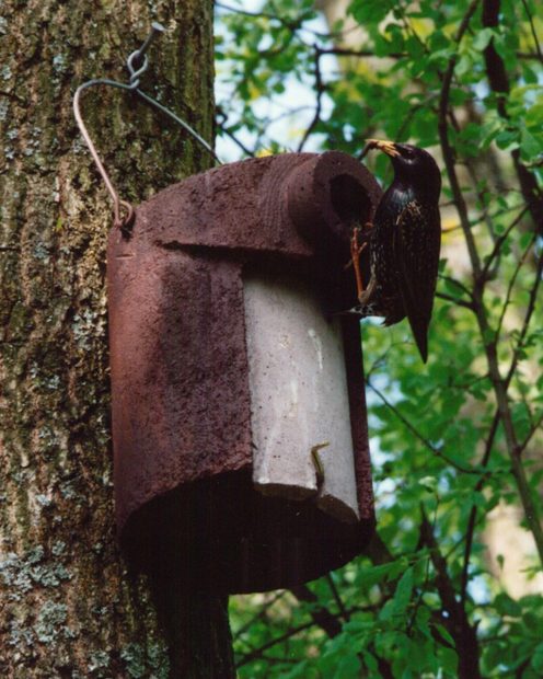 3SV Schwegler Nest Box with Predator Protection