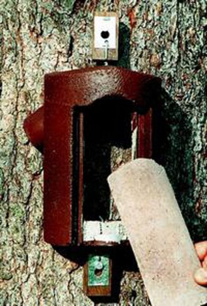 Schwegler 2B Tree Creeper Nest Box with Predator Protection