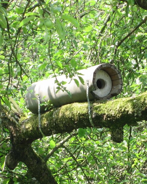 Schwegler Little Owl Box 20 | NHBS Practical Conservation Equipment