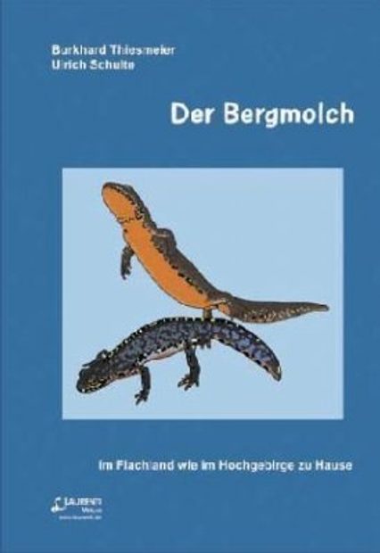 Der Bergmolch