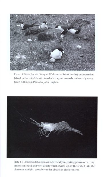 Chronobiology of Marine Organisms