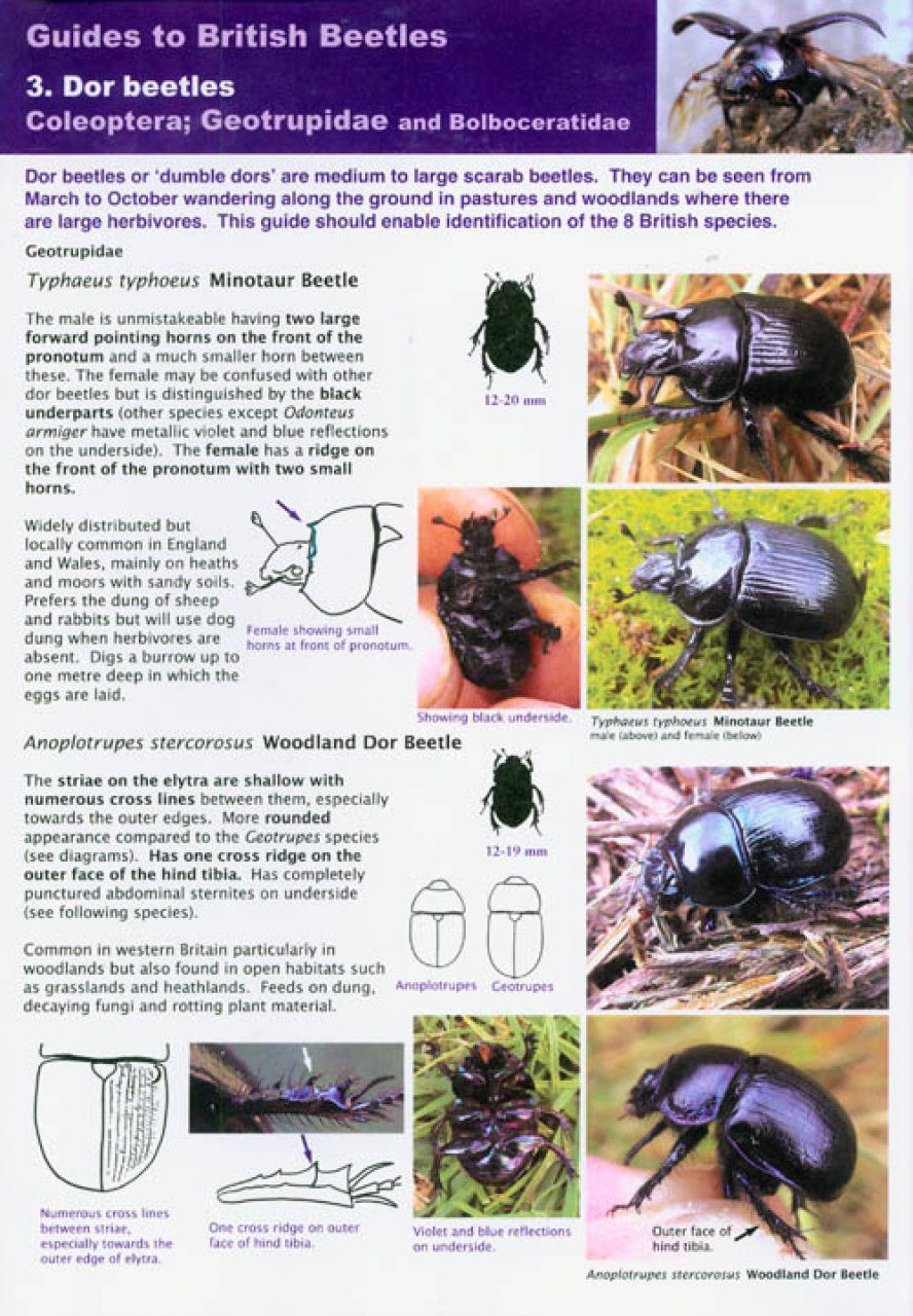Guides to British Beetles 3. Dor Beetles: Coleoptera: Geotrupidae