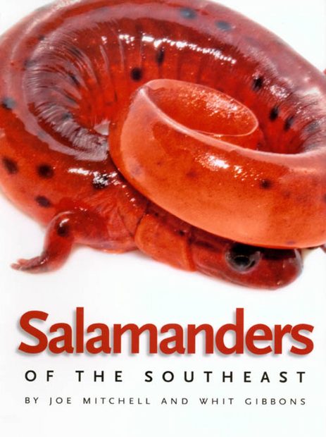 Salamanders of the Southeast