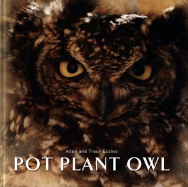 Pot Plant Owl