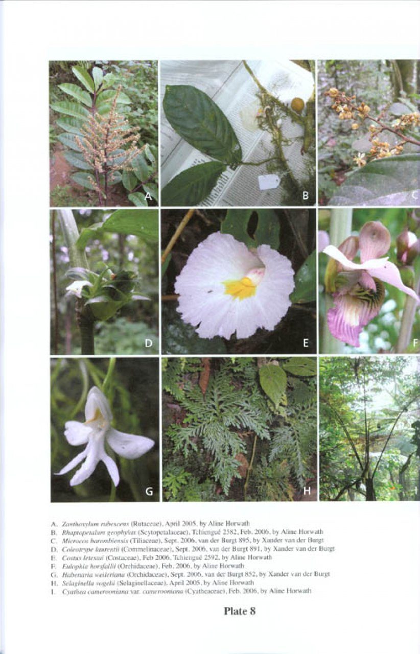 The Plants of Lebialem Highlands (Bechati-Fosimondi Besali), Cameroon ...