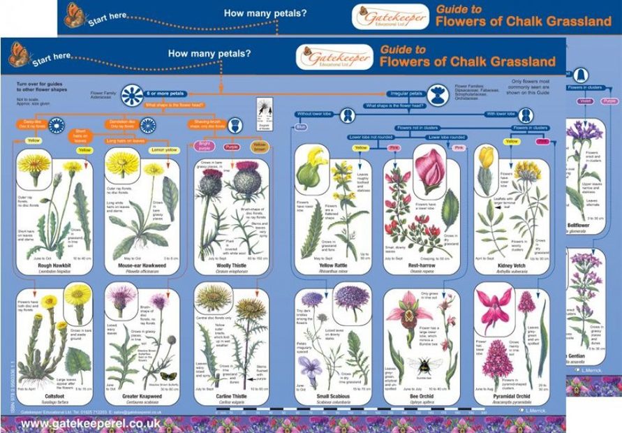 Guide to Flowers of Chalk Grassland | NHBS Field Guides & Natural History