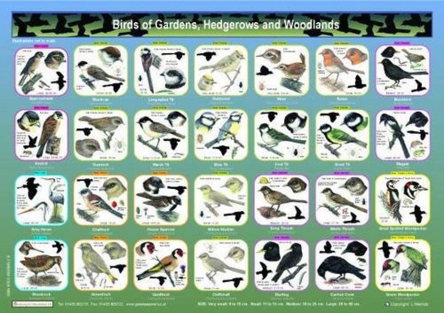 Birds of Gardens, Hedgerows and Woodlands