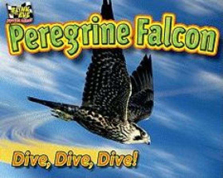 Peregrine Falcon