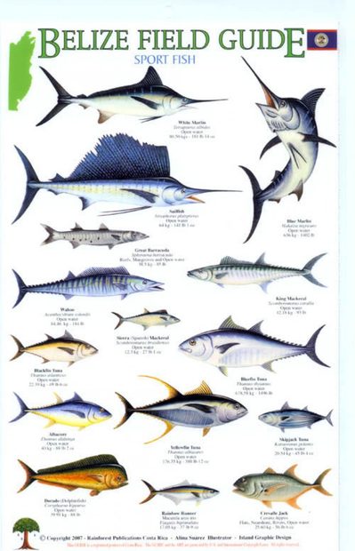 Belize Field Guides: Sport Fish
