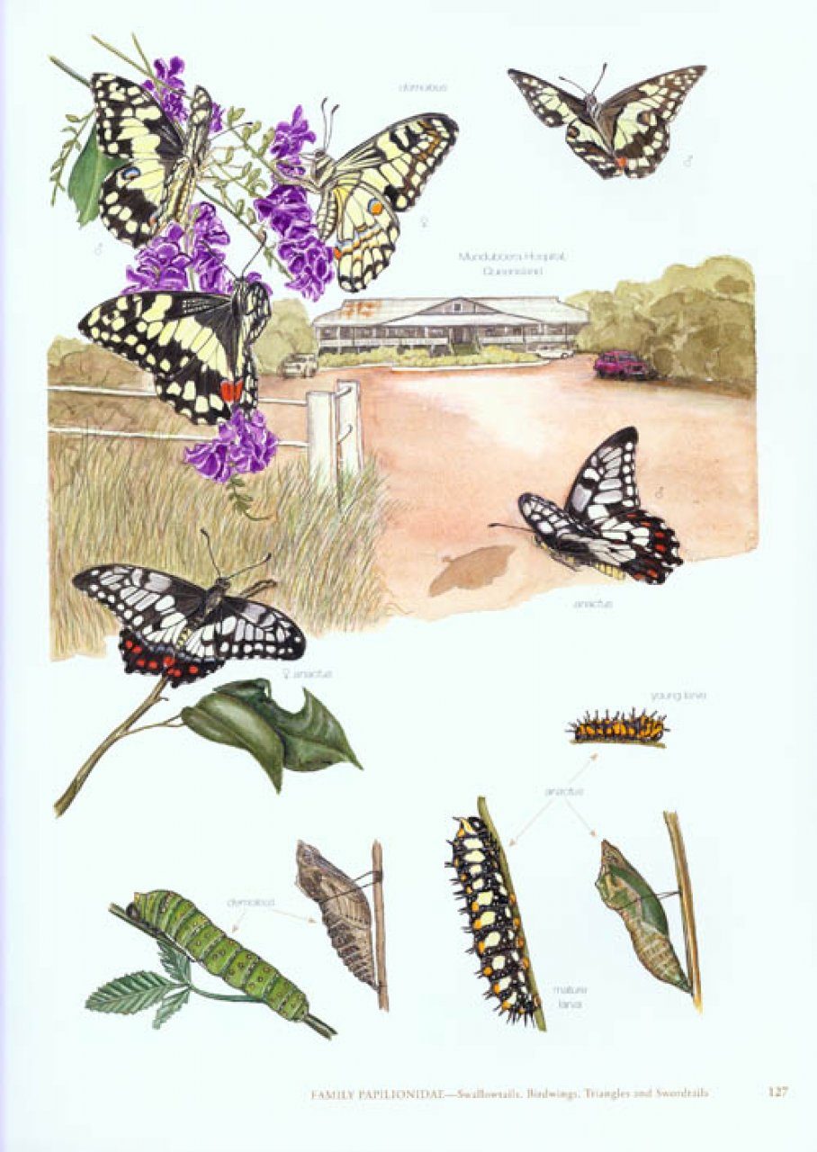 The Butterflies Of Australia Nhbs Field Guides Amp Natural
