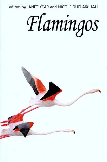 Flamingos