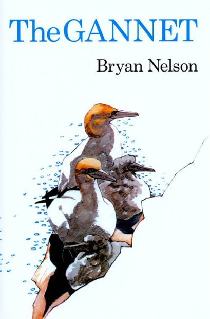 The Gannet