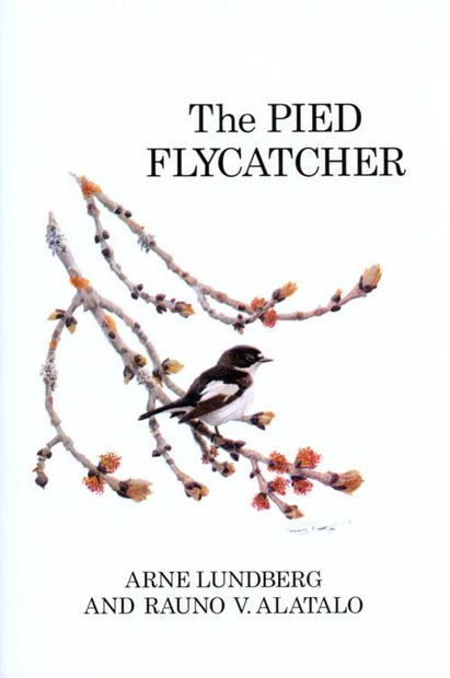 The Pied Flycatcher