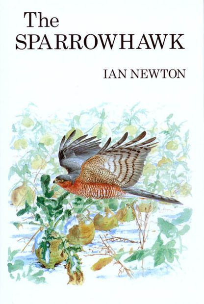 The Sparrowhawk
