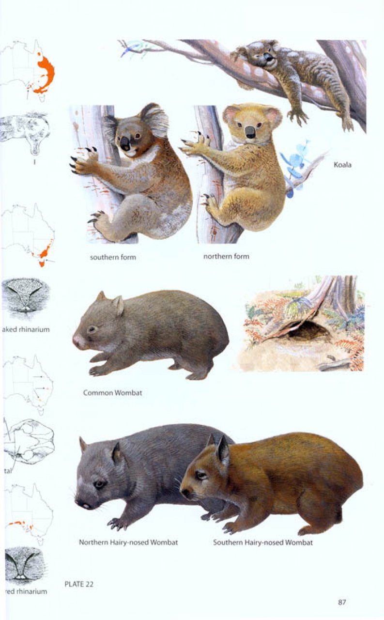 A Field Guide to the Mammals of Australia | NHBS Field ...
