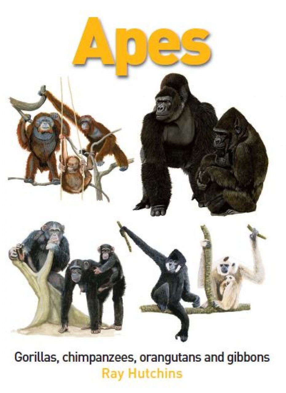 Горилла орангутан шимпанзе. Шимпанзе, горилла, орангутанг, Гиббон. Горилла шимпанзе и орангутанг. Думаем горилла шимпанзе. Настольная игра орангутанг.
