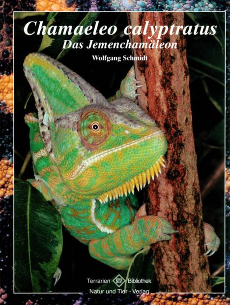 Chamaeleo Calyptratus: Das Jemenchamäleon