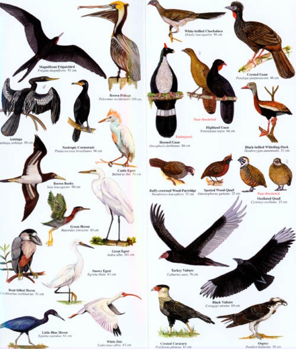 Птицы и их названия