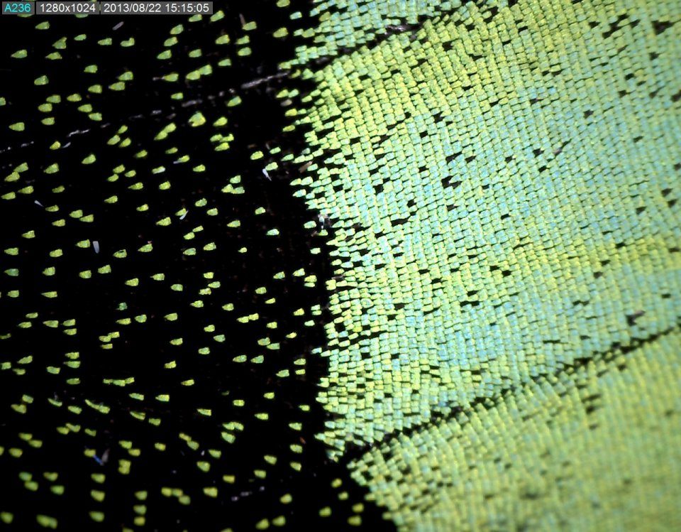 Dino-Lite AM4113ZT Digital Microscope w/Polarizer 